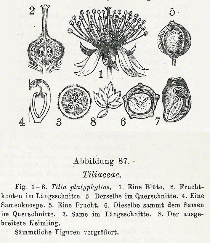 Blüte und Früchte der Linde